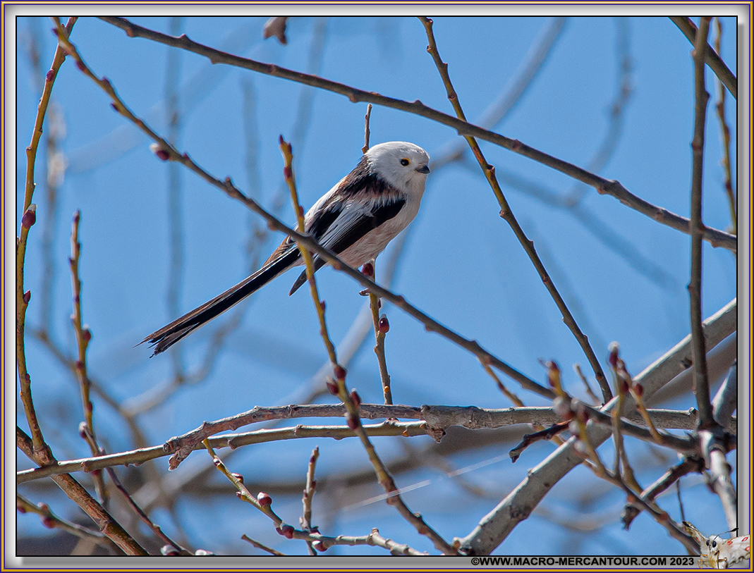 Mésange à longue queue